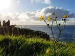Buttercups Buttercups